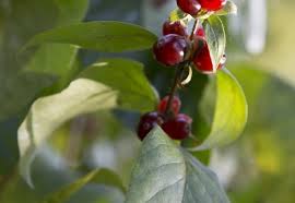 Attēlu rezultāti vaicājumam “Lonicera ferdinandii”