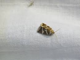 Attēlu rezultāti vaicājumam “Deltote bankiana”