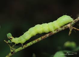 Attēlu rezultāti vaicājumam “Autographa gamma”