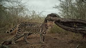 Image result for оцелот