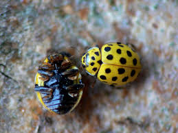 Attēlu rezultāti vaicājumam “Psyllobora vigintiduopunctata”