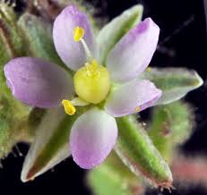 Attēlu rezultāti vaicājumam “Spergularia marina leaf”