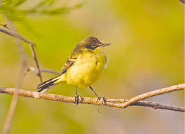 Attēlu rezultāti vaicājumam “Motacilla flava flava”