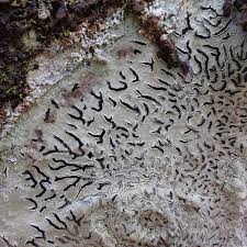 Attēlu rezultāti vaicājumam “Phaeographis dendritica”