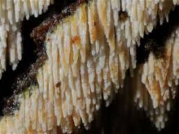 Attēlu rezultāti vaicājumam “Hyphodontia barba-jovis”