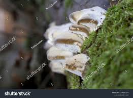 Attēlu rezultāti vaicājumam “Trametes suaveolens”