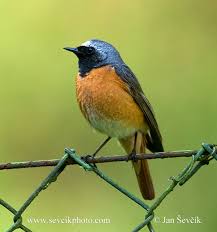 Attēlu rezultāti vaicājumam “Phoenicurus phoenicurus”