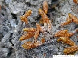 Attēlu rezultāti vaicājumam “Pseudocalliergon turgescens”