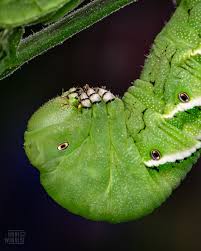 Attēlu rezultāti vaicājumam “Collaria rubens macro”