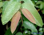 <b>Karwinskia</b> humboldtiana (R.