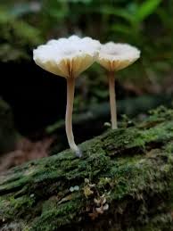 Attēlu rezultāti vaicājumam “Lichenomphalia umbellifera”