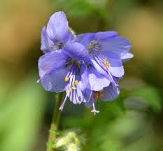 Attēlu rezultāti vaicājumam “Polemonium caeruleum fruit”