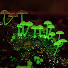 Attēlu rezultāti vaicājumam “Mycena belliarum”