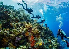 Image result for Seabug Divers