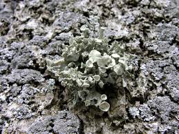 Attēlu rezultāti vaicājumam “Ramalina fastigiata”