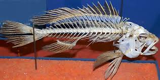 Image result for Centropristis striata