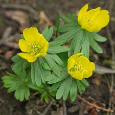 Attēlu rezultāti vaicājumam “Eranthis hyemalis”