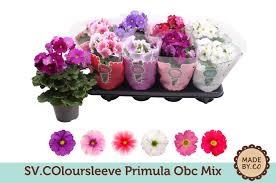 Image result for Primula obconica