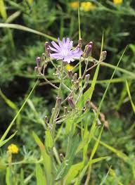 Attēlu rezultāti vaicājumam “Lactuca tatarica flower”