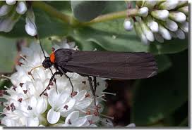 Attēlu rezultāti vaicājumam “Atolmis rubricollis”