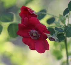 Attēlu rezultāti vaicājumam “Rosa villosa”