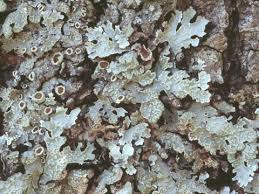 Attēlu rezultāti vaicājumam “Parmelia sulcata”