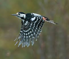 Attēlu rezultāti vaicājumam “Dendrocopos leucotos female”
