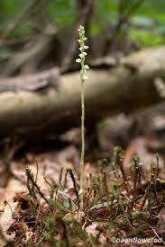 Attēlu rezultāti vaicājumam “Goodyera repens flower”