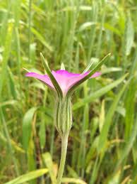 Image result for Agrostemma githago