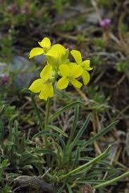 Attēlu rezultāti vaicājumam “Erysimum hieracifolium”