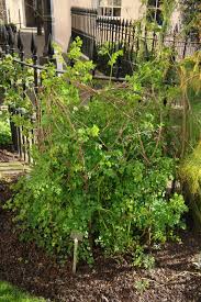 Attēlu rezultāti vaicājumam “Thalictrum minus”