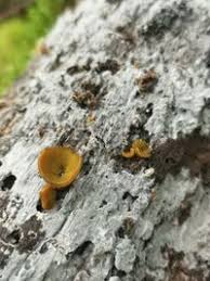 Attēlu rezultāti vaicājumam “Chlorencoelia versiformis”