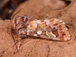 Attēlu rezultāti vaicājumam “Panolis flammea”