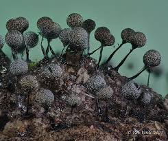 Attēlu rezultāti vaicājumam “Lamproderma violaceum spores”