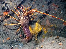 Image result for Palinurus elephas