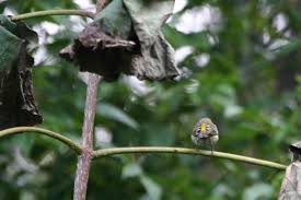 Image result for Dendroica tigrina