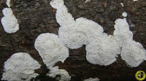 Attēlu rezultāti vaicājumam “Antrodia albida”