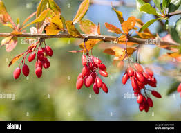 Attēlu rezultāti vaicājumam “Berberis vulgaris fruit”