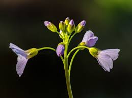Attēlu rezultāti vaicājumam “Cardamine pratensis leaf”