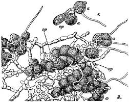 Attēlu rezultāti vaicājumam “Pleurococcus vulgaris”