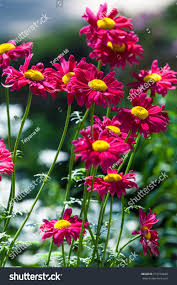 Image result for Chrysanthemum ptarmiciflorum