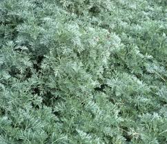 Image result for Artemisia absinthium