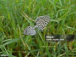 Attēlu rezultāti vaicājumam “Everes argiades underside”