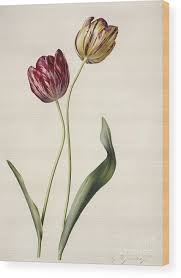 Attēlu rezultāti vaicājumam “Tulipa gesneriana”