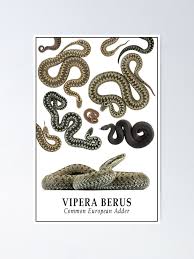 Attēlu rezultāti vaicājumam “Vipera berus”