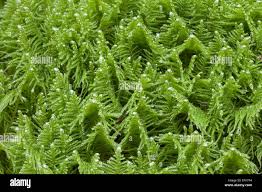 Attēlu rezultāti vaicājumam “Ptilium crista-castrensis”