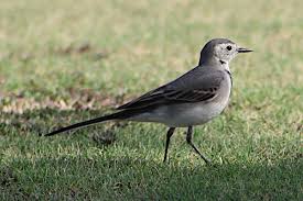 Attēlu rezultāti vaicājumam “Motacilla alba juvenile”