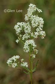 Attēlu rezultāti vaicājumam “Galium boreale”