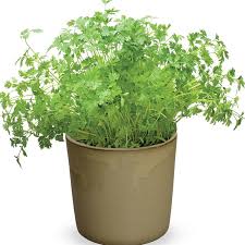 Image result for Anthriscus cerefolium