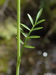 Attēlu rezultāti vaicājumam “Cardamine pratensis flower”